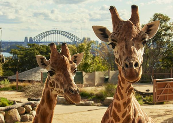タロンガ動物園 入場券