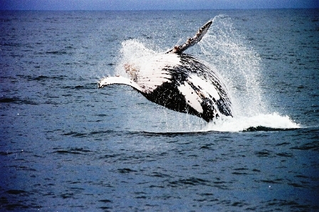 大迫力 クジラウォッチング!!