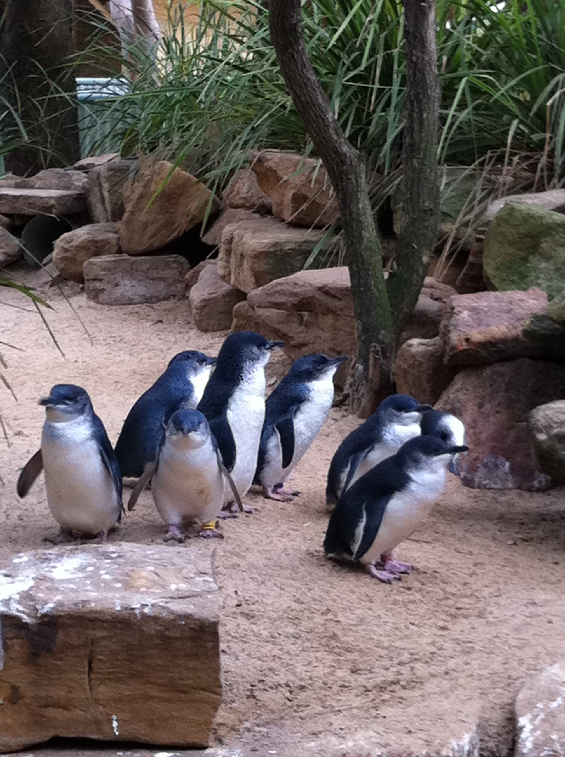 かわいいペンギンたち