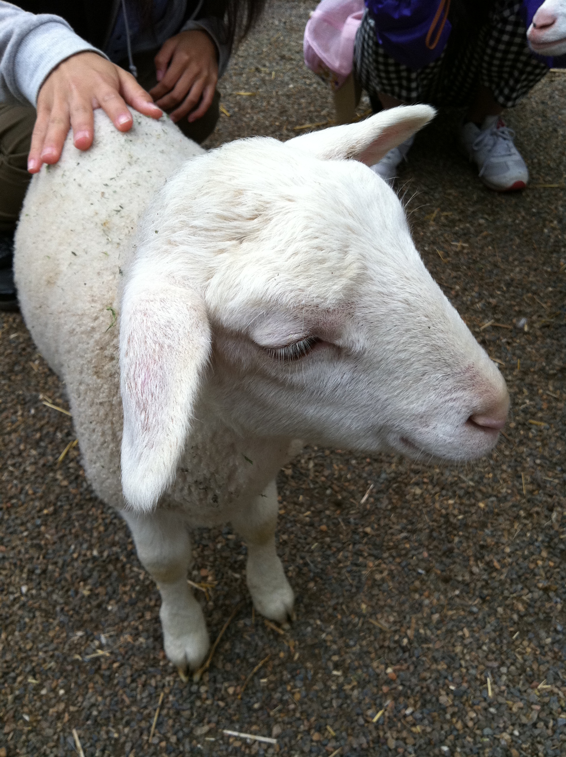 動物達との触れ合いが楽しめます。