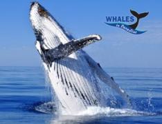 【冬季限定】往復送迎付き☆クジラウォッチングクルーズ<英語>