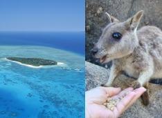 グリーン島+どきどき動物探検ツアー(お迎え付きプラン/ケアンズ市内主要ホテル⇒リーフフリートターミナル)