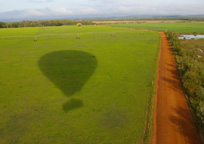 野生のカンガルーの群れが見れる事も!