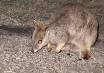 可愛いロックワラビー