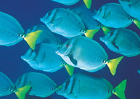 グレートバリアリーフの魚たち