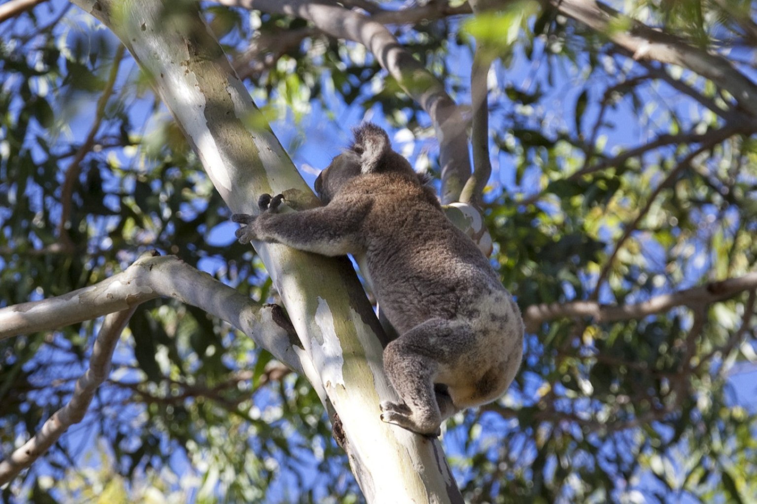 【野生のコアラ&カンガルーに会える】世界遺産・土ボタルと南半球の星空鑑賞エコツアー(日本語ガイド/夕食付)