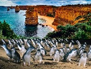 【スーパーサマーコアラキャンペーン】【GREAT SIGHTS】グレートオーシャンロード&ペンギンパレード&蒸気機関車