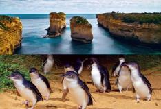 【スーパーサマーコアラセール】【GREAT SIGHTS】【セットで更にお得!】グレートオーシャンロード・エクスプローラー & ペンギンパレード