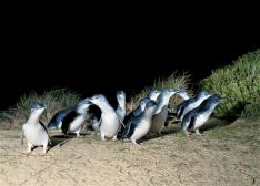 日本語ガイドとプライベート貸切車で行く、ペンギンパレードツアー