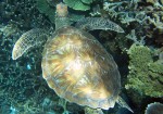 ゴールドコーストの海 オプショナルツアー一覧
