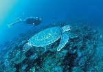 パースのニンガルーリーフ オプショナルツアー一覧