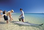 パースのモンキーマイア オプショナルツアー一覧