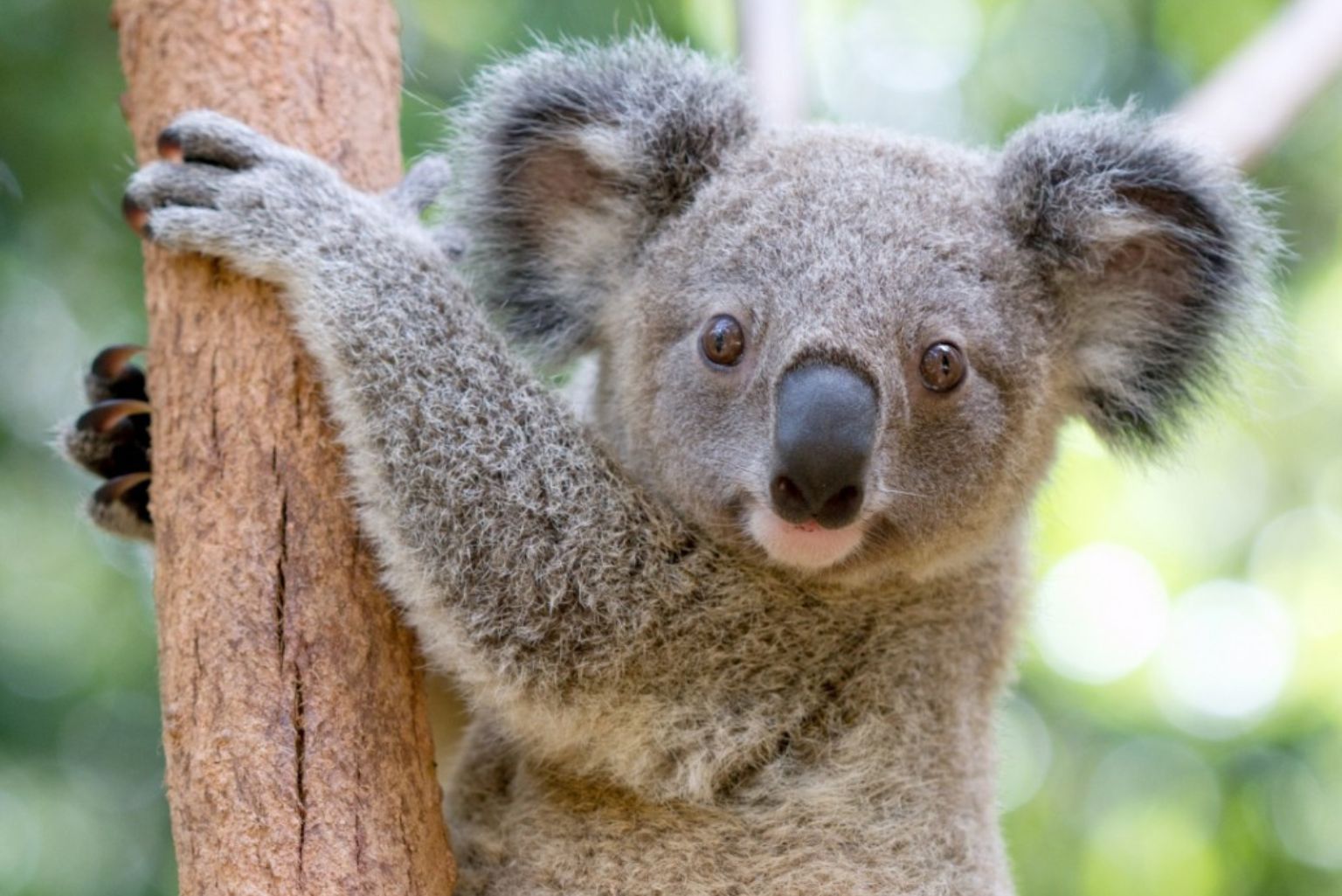 カランビン ワイルドライフ サンクチュアリー入園券