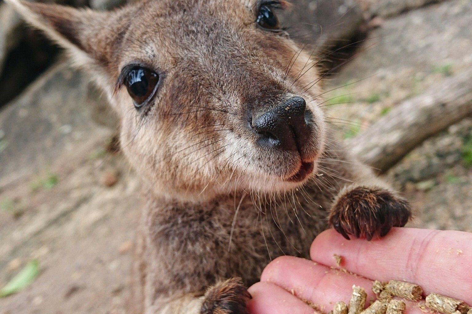 どきどき野生動物＋熱帯雨林探検（日本語ガイド／BBQ付き）