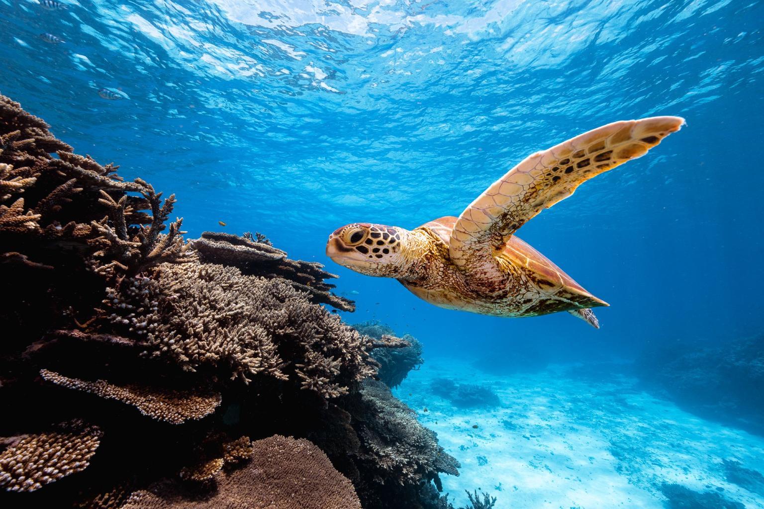 世界遺産グレートバリアリーフ最南端レディエリオット島ツアー