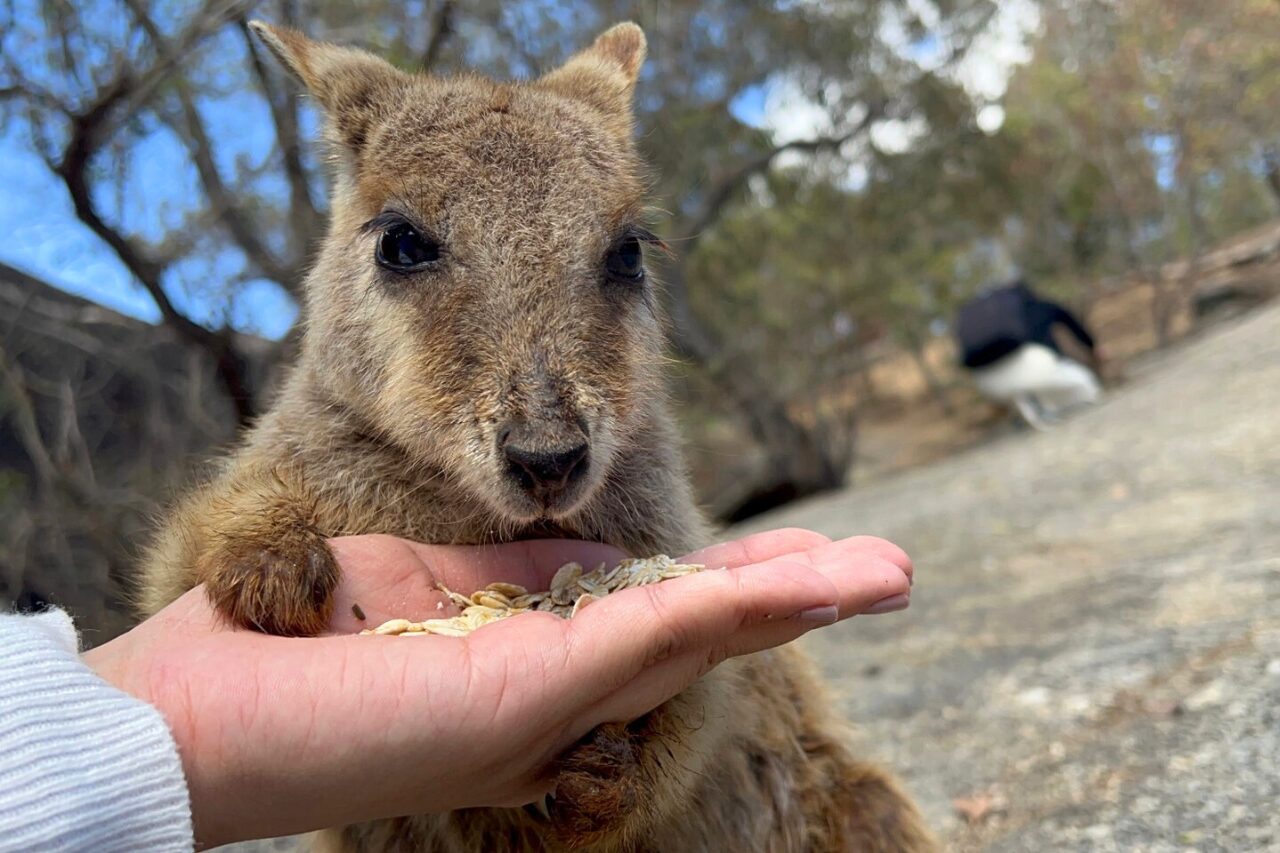【体験レポ】ケアンズで人気のどきどき動物探検ツアー