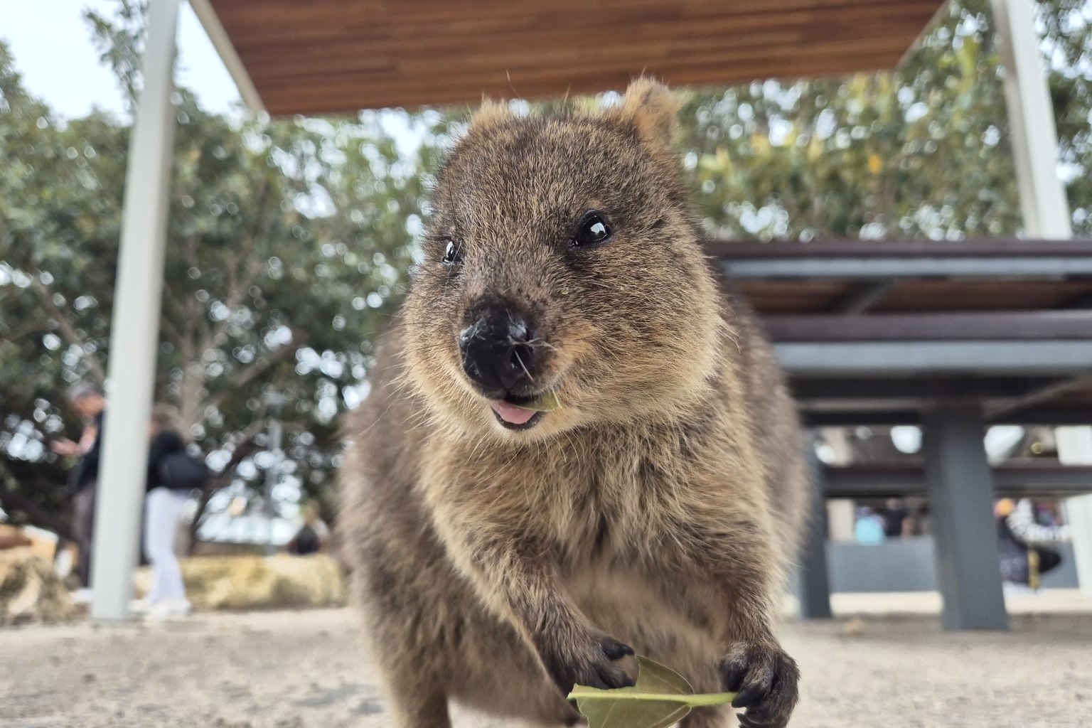 【日本語】ロットネスト島 バスツアー（ランチ付き）