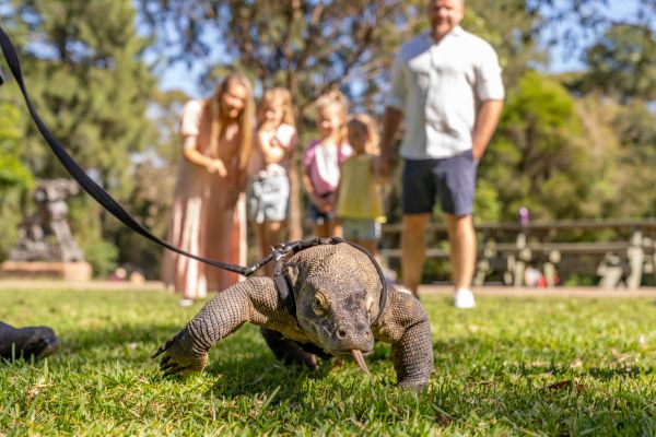 オーストラリアン・レプタイル（爬虫類）パーク入場券