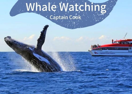 クジラウォッチングクルーズ（英語）