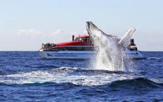 クジラウォッチングクルーズ 【午後発】 毎日