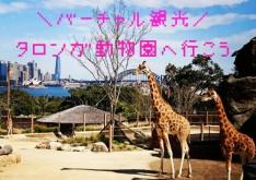 \バーチャル観光/☆★絶景★☆フェリーに乗ってタロンガ動物園へ行こう♪