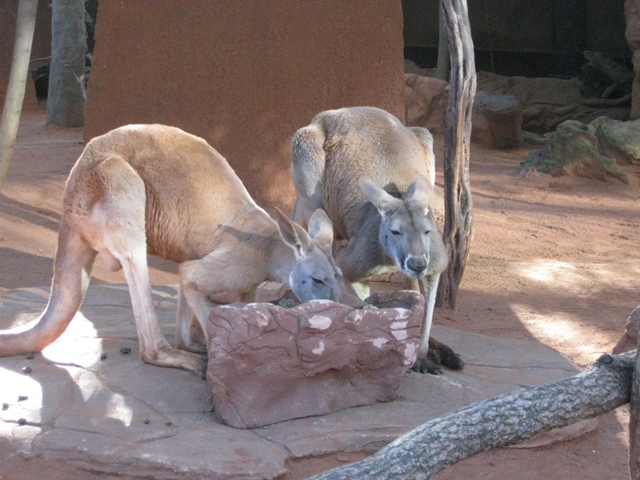 意外におおきいカンガルー達！