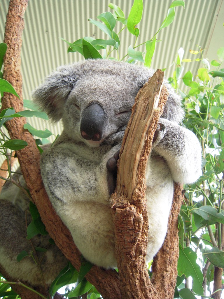 かわいいコアラ。寝てばっか？