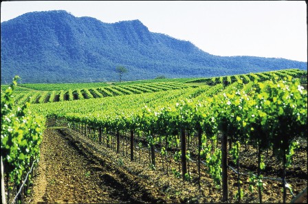広大な台地でたくさんの太陽をあびて育つブドウたち
