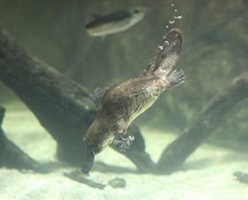 カモノハシ