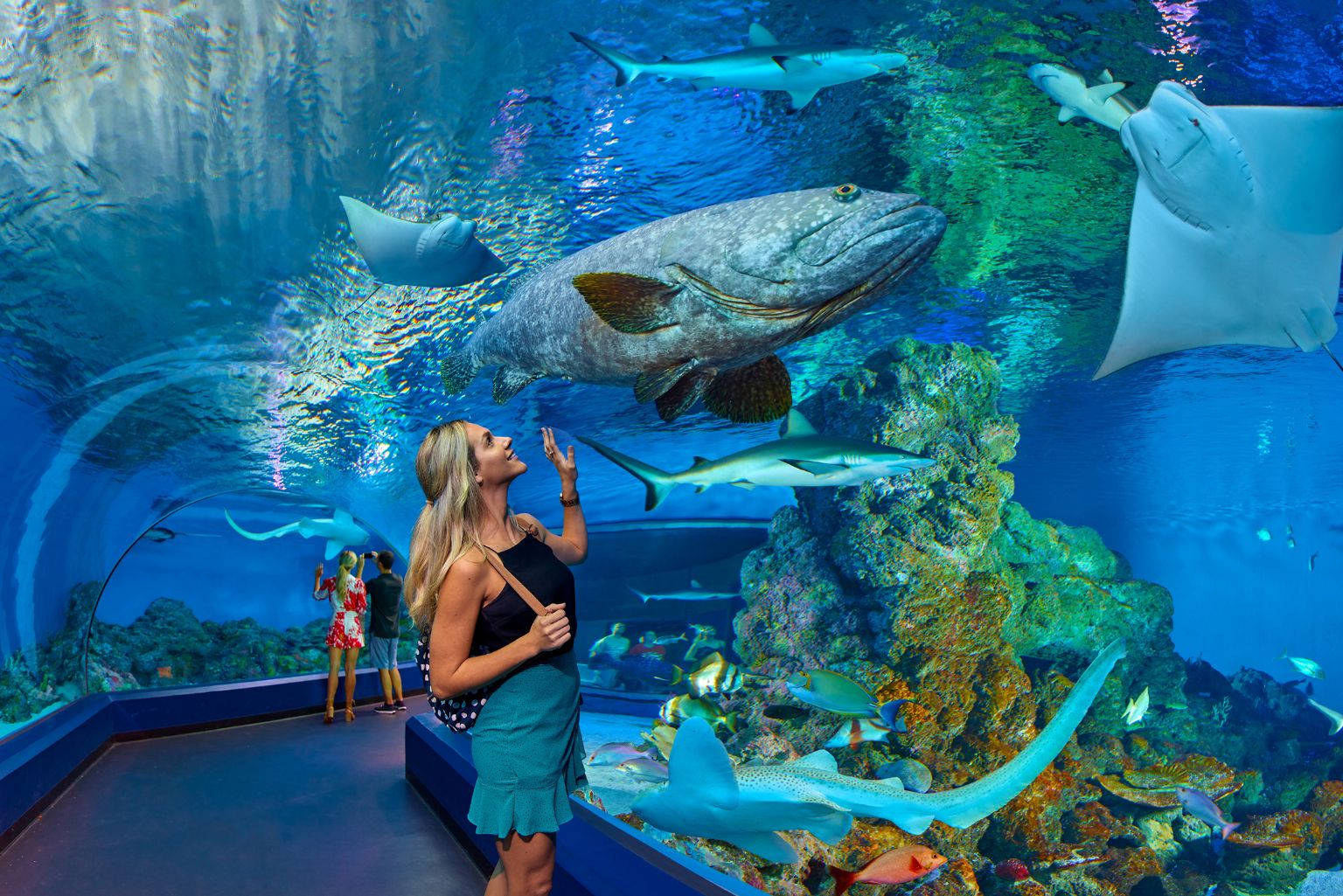 ケアンズ水族館　入館チケット