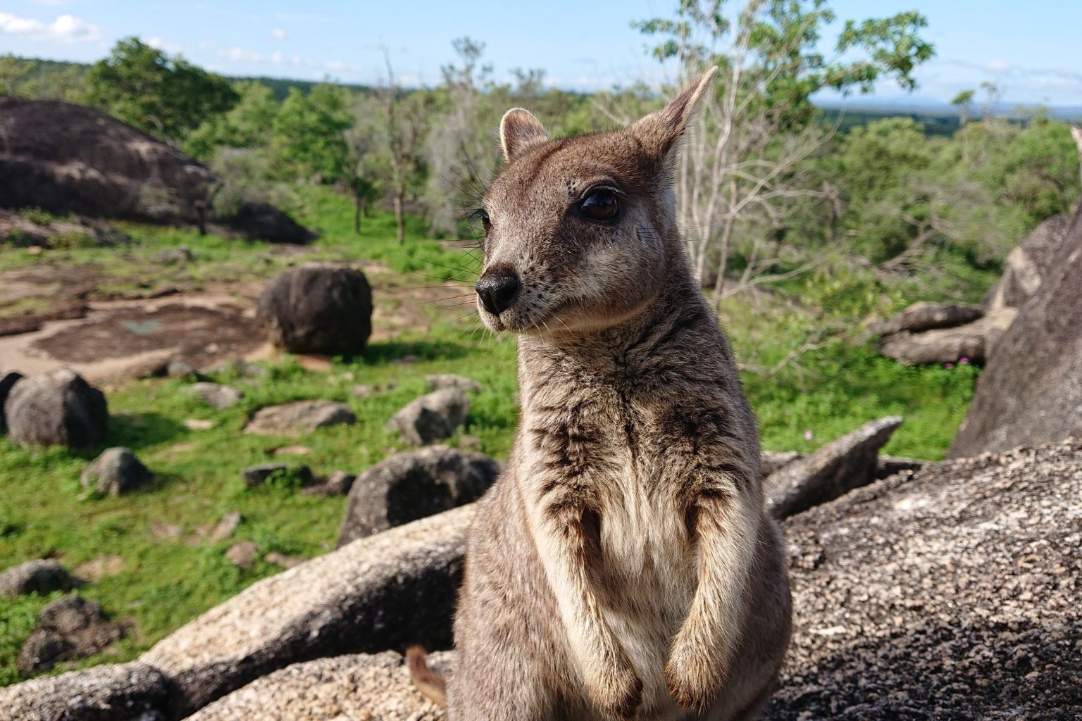 どきどき野生動物＋熱帯雨林探検（日本語ガイド／BBQ付き）