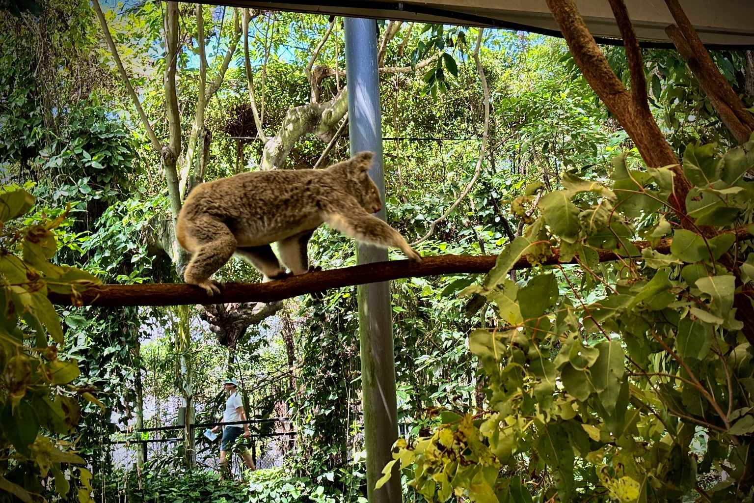 ワイルドライフハビタット動物園入園チケット＋ポートダグラス市内散策（ケアンズ市内からの送迎付き）