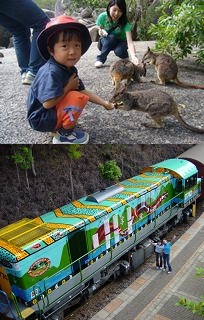 キュランダ列車とどきどき動物探検ツアー (ケアンズ発)