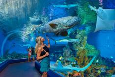 ケアンズ水族館　入館チケット