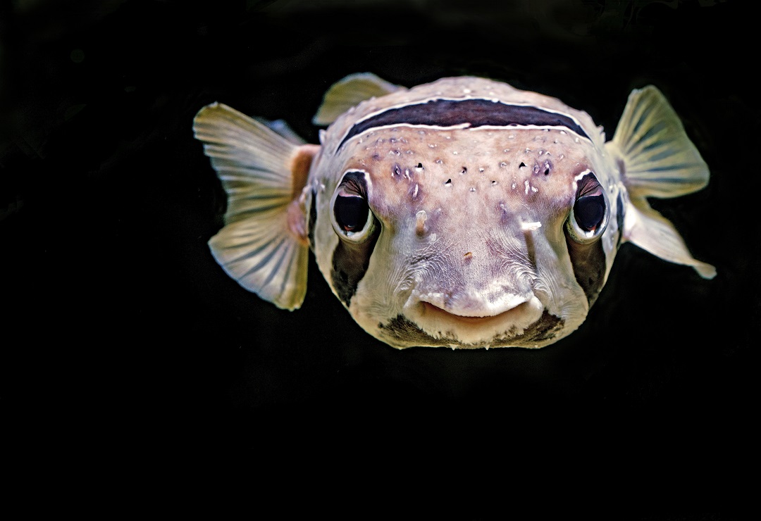 魚