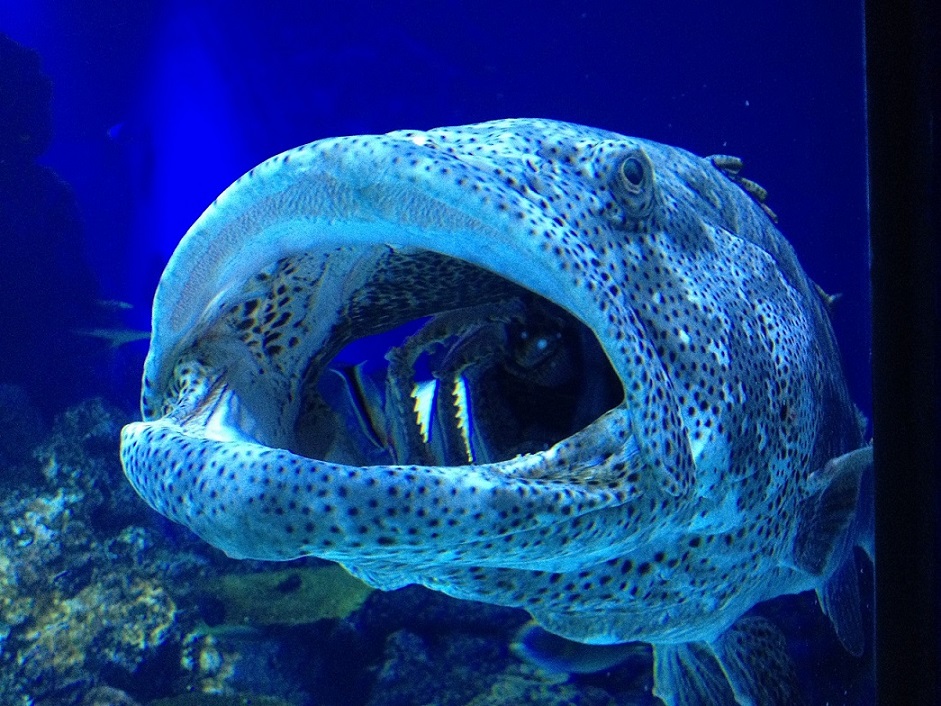 魚
