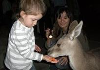 活発な夜行性動物