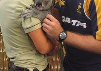 キュートなコアラ