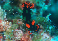 カラフルなウミウシ