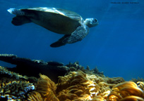 優雅に泳ぐカメ