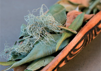 アボリジニの薬草