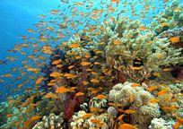 サンゴ礁