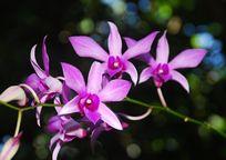 グリーン島内で咲く植物