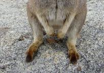 ロックワラビー