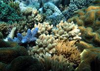 色とりどりのサンゴ礁