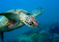 フランクランドアイランドはカメの産卵地としても有名です