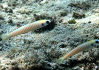 かわいい魚達