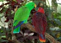 カラフルな小鳥