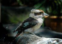 ワライカワセミ