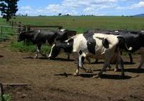 アサートン高原